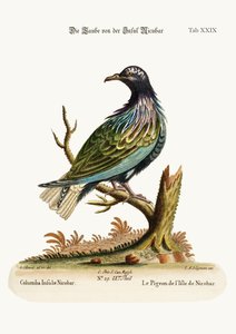 ニコバル島の鳩、1749-73 作： George Edwards